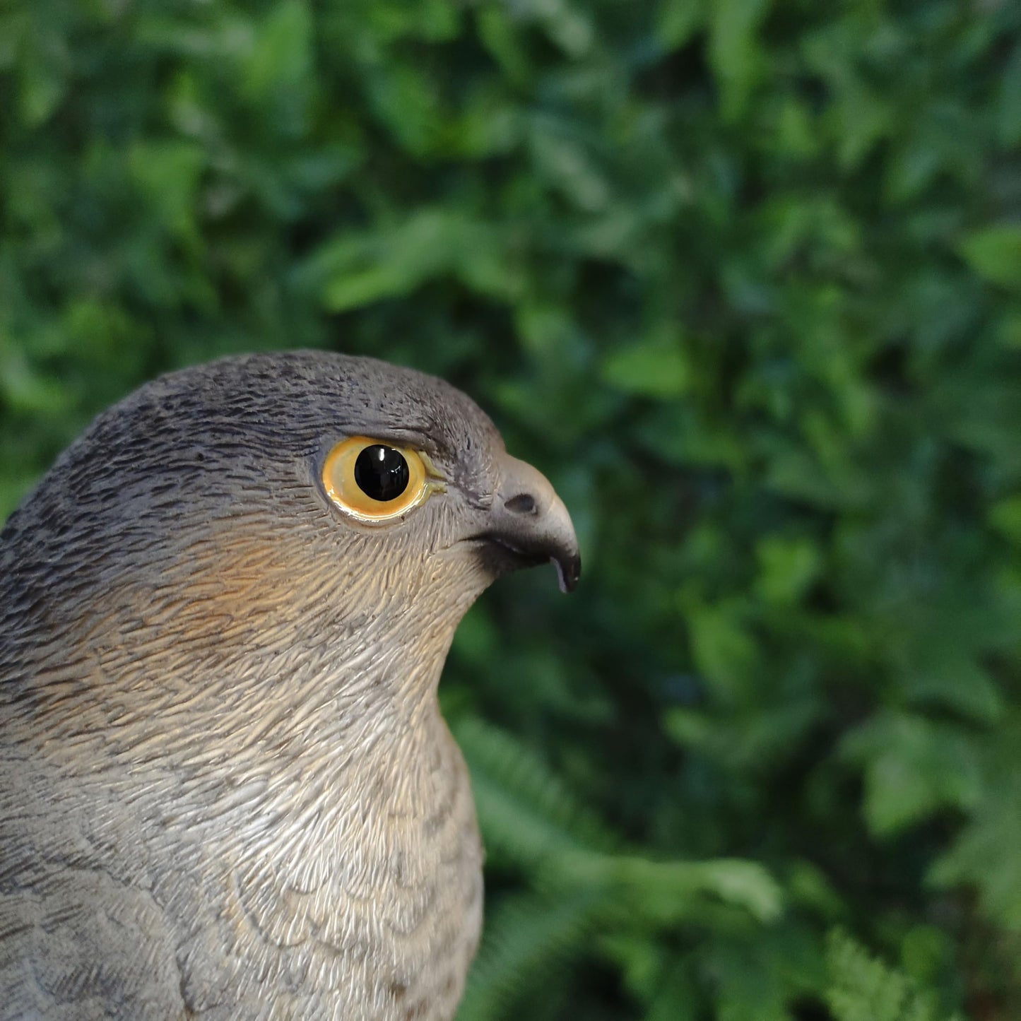 Vivid Arts Sparrow Hawk Resin Home or Garden Ornament (XRL-SHAW-D)